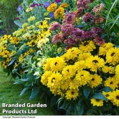 Rudbeckia Summerdaisy Collection -Tulip Bloom RUDB MIXED T41533