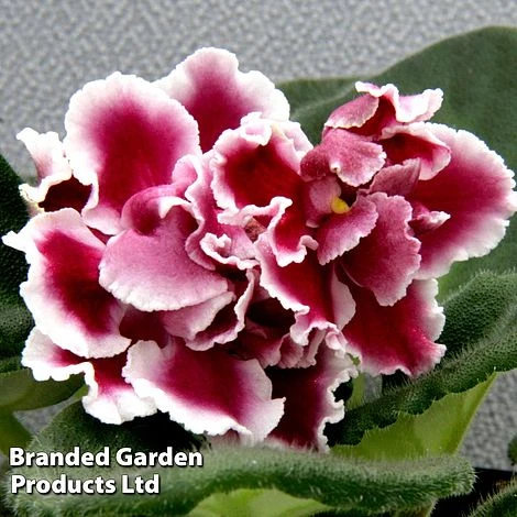 Tulip Bloom 31 Tulip Bloom -Tulip Bloom SAIN KC4528 A