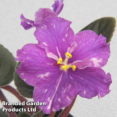 Saintpaulia 'An-Rio Rita' 1 Saintpaulia 'An-Rio Rita'