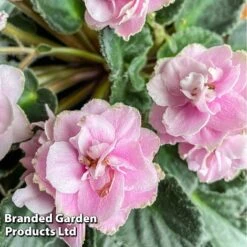 Saintpaulia 'Ek-Vrata Raia'