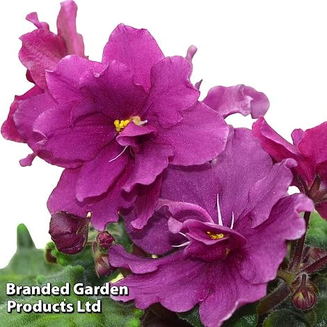 Saintpaulia 'Jolly Texan' 1 Saintpaulia 'Jolly Texan'