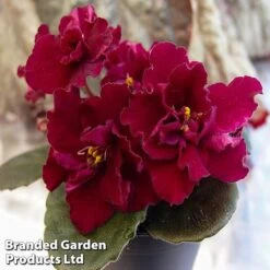 Saintpaulia 'Dibleys Kaarina'