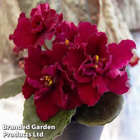 Saintpaulia 'Dibleys Kaarina' 1 Saintpaulia 'Dibleys Kaarina'