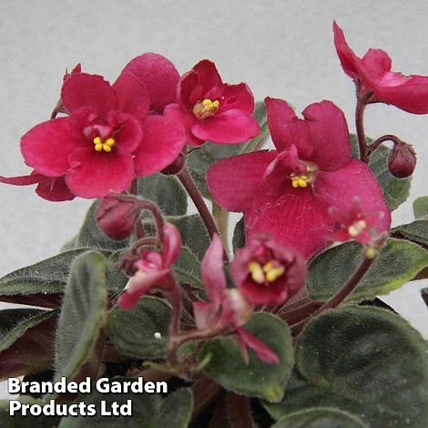 Saintpaulia 'Lucky Ladybug' 1 Saintpaulia 'Lucky Ladybug'