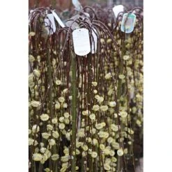 Salix Caprea 'Kilmarnock' -Tulip Bloom SALI T68515 A h