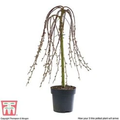 Salix Caprea 'Kilmarnock' -Tulip Bloom SALI T68515 D