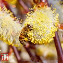 Salix Caprea 'Kilmarnock' -Tulip Bloom SALI T68515 E