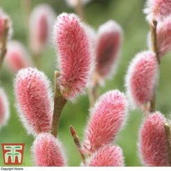 Salix Gracilistyla 'Mount Aso' -Tulip Bloom SALI TKA2997 B