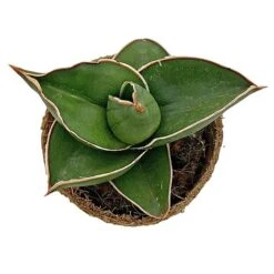 Samurai Dwarf Snake Plant - Rare Houseplant - 6cm Pot - Sansevieria Samurai -Tulip Bloom SAM 4