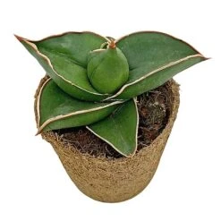 Samurai Dwarf Snake Plant - Rare Houseplant - 6cm Pot - Sansevieria Samurai -Tulip Bloom SAM 5