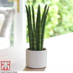 Easy Care Houseplant Collection 13 Easy Care Houseplant Collection -Tulip Bloom SANS KB1128 A1