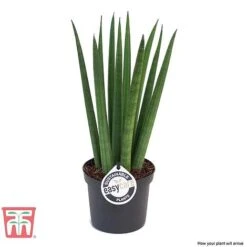 Sansevieria Cylindrica 'Straight' -Tulip Bloom SANS KB1128 C