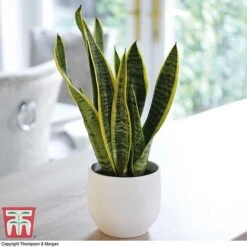 Air Purifying Houseplant Collection -Tulip Bloom SANS TKA2937 C2