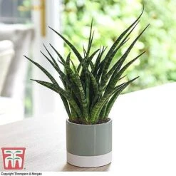 Easy Care Houseplant Collection 12 Easy Care Houseplant Collection -Tulip Bloom SANSF KB1720 A1