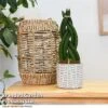 Sansevieria Cylindrica 'Braided'