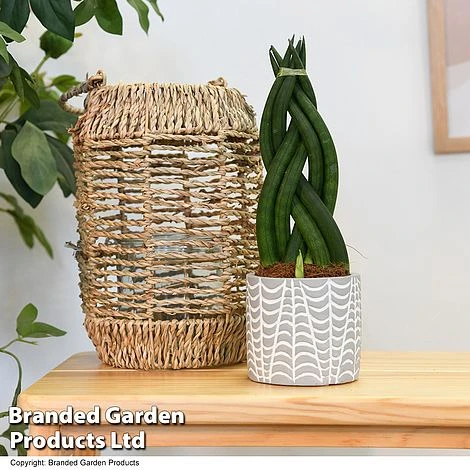 Sansevieria Cylindrica 'Braided' 1 Sansevieria Cylindrica 'Braided'
