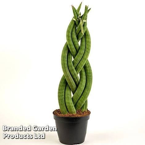 Sansevieria Cylindrica 'Braided' 2 Sansevieria Cylindrica 'Braided' - Image 2