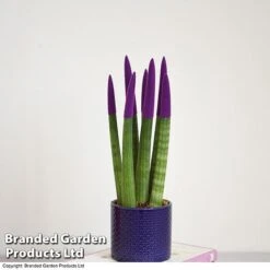 Sansevieria Cylindrica 'Straight' Carnival Colour -Tulip Bloom SANS COLCARNIV T38942