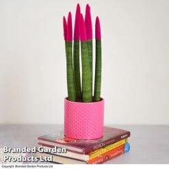 Sansevieria Cylindrica 'Straight' Carnival Colour -Tulip Bloom SANS COLCARNIV T38943