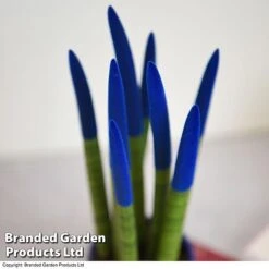 Sansevieria Cylindrica 'Straight' Carnival Colour -Tulip Bloom SANS COLCARNIV T38945