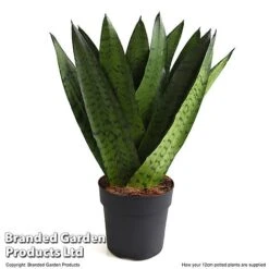 Sansevieria Zeylanica -Tulip Bloom SANS ZEYLA12CM T48483
