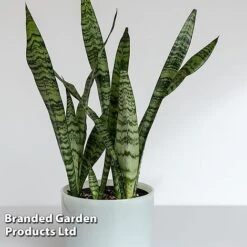 Sansevieria Zeylanica -Tulip Bloom SANS ZEYLANICA W45795
