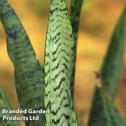 Sansevieria Zeylanica -Tulip Bloom SANS ZEYLANICA W45796