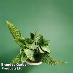 Sansevieria Zeylanica -Tulip Bloom SANS ZEYLANICA WKB9078