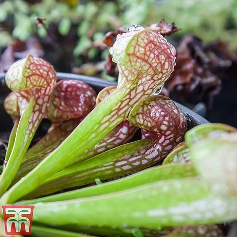 Sarracenia Leucophylla 3 Sarracenia Leucophylla - Image 3