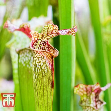 Sarracenia Leucophylla 2 Sarracenia Leucophylla - Image 2