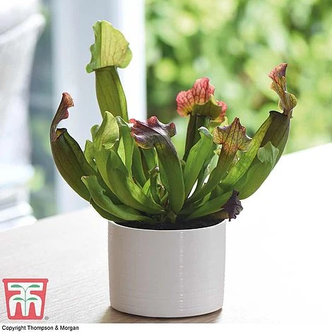 Sarracenia Leucophylla 1 Sarracenia Leucophylla