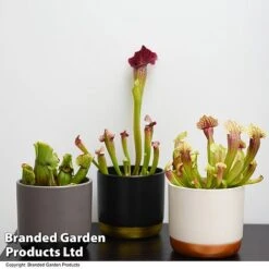Sarracenia (Pitcher Plant) Mix 7 Sarracenia (Pitcher Plant) Mix -Tulip Bloom SARR MIXD T48851