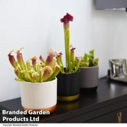 Sarracenia (Pitcher Plant) Mix 8 Sarracenia (Pitcher Plant) Mix -Tulip Bloom SARR MIXD T48853
