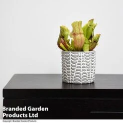 Sarracenia Purpurea Var. Montana