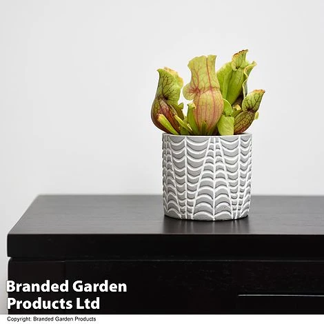 Sarracenia Purpurea Var. Montana 1 Sarracenia Purpurea Var. Montana