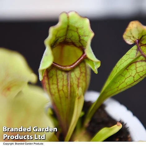 Sarracenia Purpurea Var. Montana 2 Sarracenia Purpurea Var. Montana - Image 2