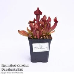 Sarracenia Purpurea -Tulip Bloom SARR PURPUR9CM T41631