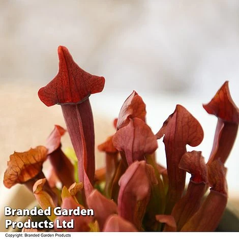 Sarracenia (Pitcher Plant) Mix 2 Sarracenia (Pitcher Plant) Mix - Image 2