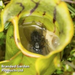 Sarracenia Purpurea -Tulip Bloom SARR PURPUREA W38122