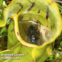 Sarracenia (Pitcher Plant) Mix 9 Sarracenia (Pitcher Plant) Mix -Tulip Bloom SARR PURPUREA W381221