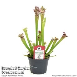 Sarracenia X Stevensii 11 Sarracenia X Stevensii -Tulip Bloom SARR STEVE12CM T49840