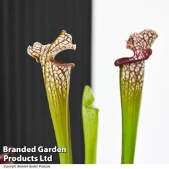 Sarracenia X Stevensii 9 Sarracenia X Stevensii -Tulip Bloom SARR STEVENSII T49844