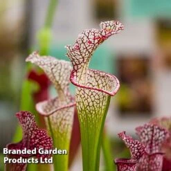 Sarracenia X Stevensii 8 Sarracenia X Stevensii -Tulip Bloom SARR STEVENSII W48108