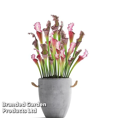 Sarracenia X Stevensii 5 Sarracenia X Stevensii - Image 5