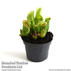 Sarracenia Purpurea Subsp. Venosa 7 Sarracenia Purpurea Subsp. Venosa -Tulip Bloom SARR VENOSA9CM T48493