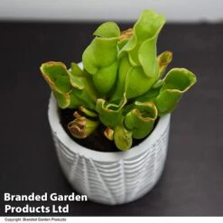 Sarracenia Purpurea Subsp. Venosa