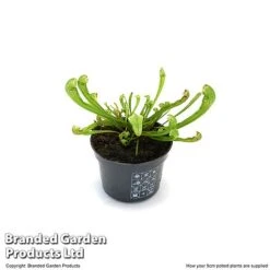 Sarracenia 'Wrigleyana' 10 Sarracenia 'Wrigleyana' -Tulip Bloom SARR WRIGLE9CM T47998