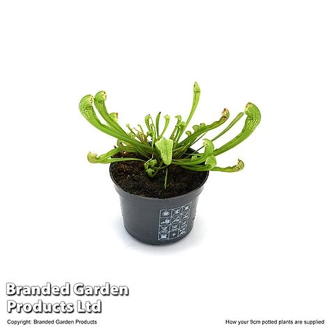 Sarracenia 'Wrigleyana' 5 Sarracenia 'Wrigleyana' - Image 5