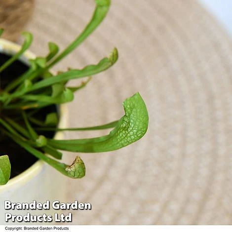 Sarracenia 'Wrigleyana' 6 Sarracenia 'Wrigleyana' - Image 6