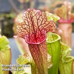 Sarracenia 'Wrigleyana' 9 Sarracenia 'Wrigleyana' -Tulip Bloom SARR WRIGLEYAN W45412